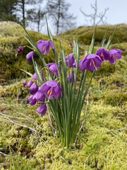 Olsynium douglasii