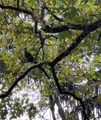 Phaenicophaeus tristis