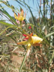 Ludwigia longifolia