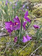 Olsynium douglasii