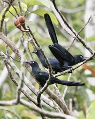 Crotophaga major
