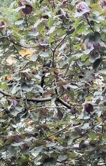 Phaenicophaeus tristis