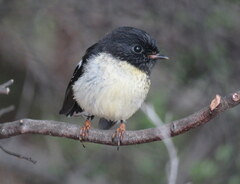 Petroica macrocephala macrocephala