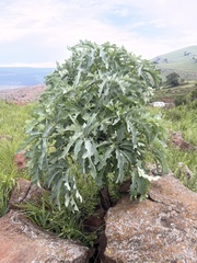 Cussonia paniculata sinuata