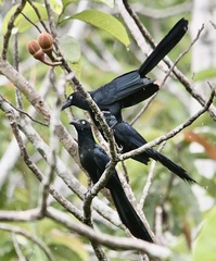 Crotophaga major