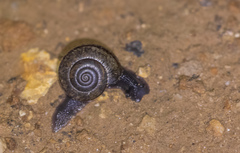 Helminthoglypta traskii