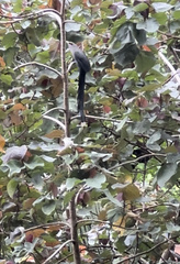 Phaenicophaeus tristis