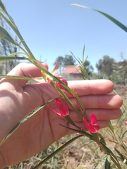 Ludwigia longifolia