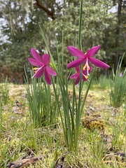 Olsynium douglasii