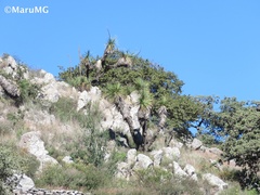Nolineae
