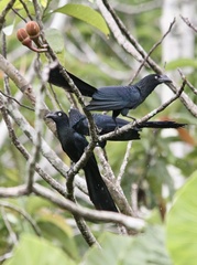 Crotophaga major