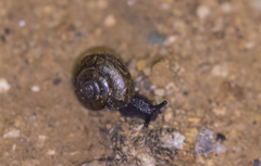 Helminthoglypta traskii