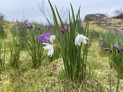 Olsynium douglasii