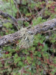 Ramalina celastri