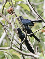 Crotophaga major