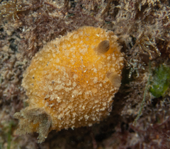 Thordisa bimaculata