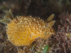 Thordisa bimaculata