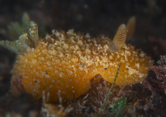 Thordisa bimaculata