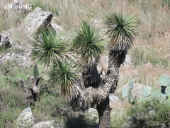 Nolineae
