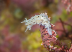 Aegires albopunctatus