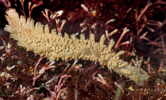 Flabelliderma ockeri