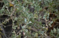 Atriplex halimus