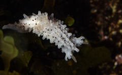 Aegires albopunctatus