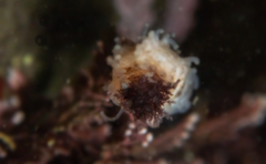 Eupentacta quinquesemita