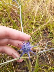 Eryngium ovinum