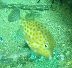 Anoplocapros inermis