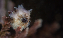 Eupentacta quinquesemita