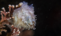 Eupentacta quinquesemita