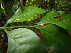 Flindersia xanthoxyla
