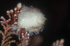 Eupentacta quinquesemita