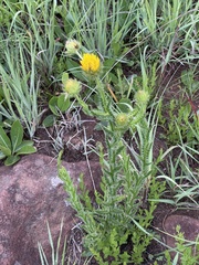 Berkheya echinacea