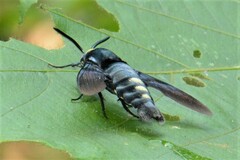 Sataspes tagalica