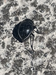 Gyriosomus maculatus