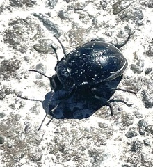 Gyriosomus maculatus