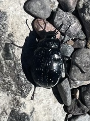 Gyriosomus maculatus