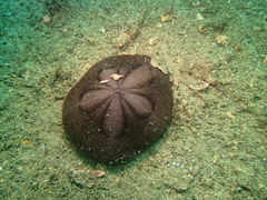 Image of Clypeaster australasiae