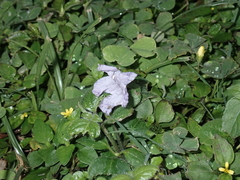 Ruellia prostrata