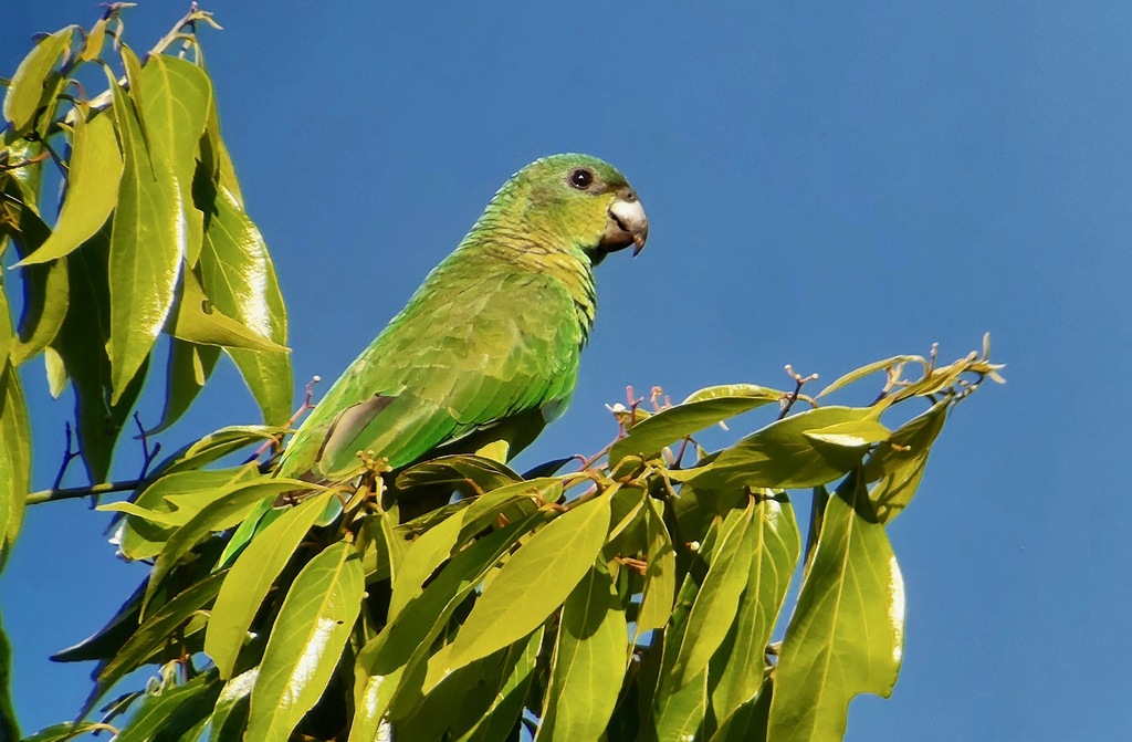 Black-billed Amazon (Amazona agilis) photo