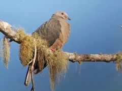 Patagioenas caribaea
