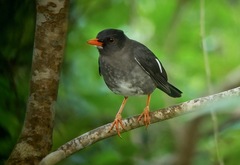 Turdus aurantius