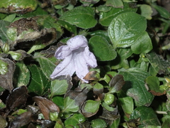 Ruellia prostrata