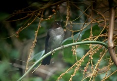 Turdus jamaicensis