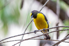 Euphonia chlorotica