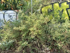 Mesosphaerum pectinatum