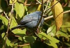 Euneornis campestris