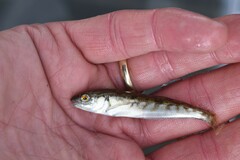 Hexagrammos stelleri
